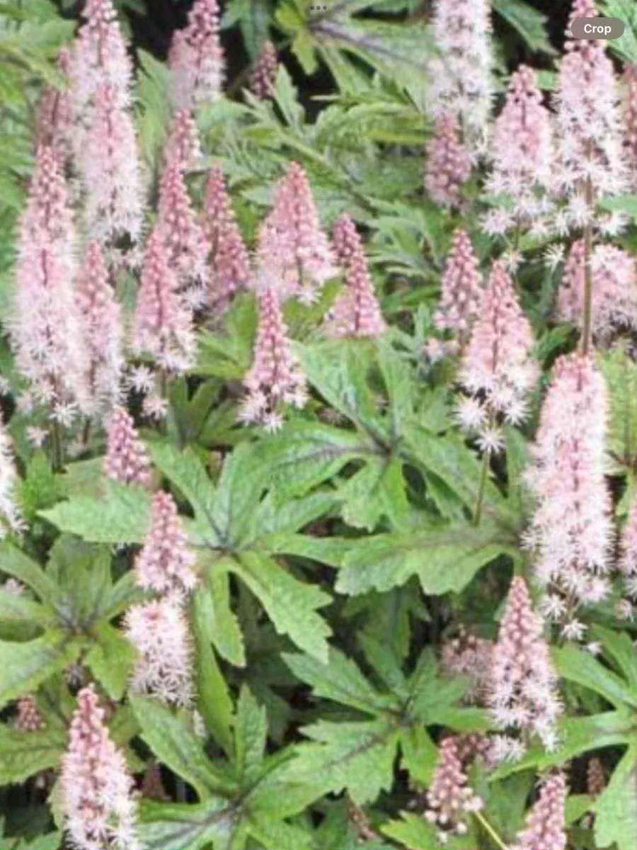 Tiarella Pink Skyrocket