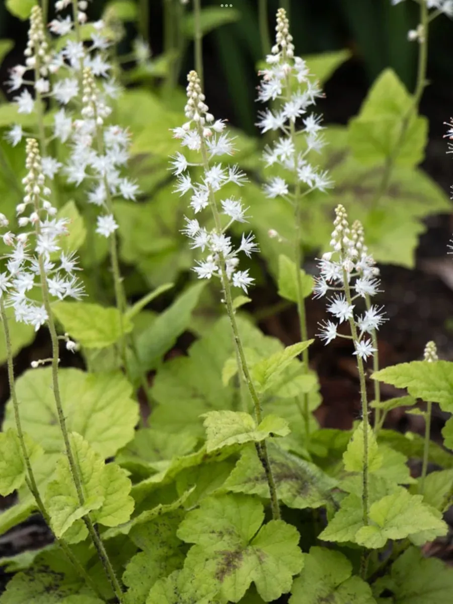 Tiarella Running Tapestry