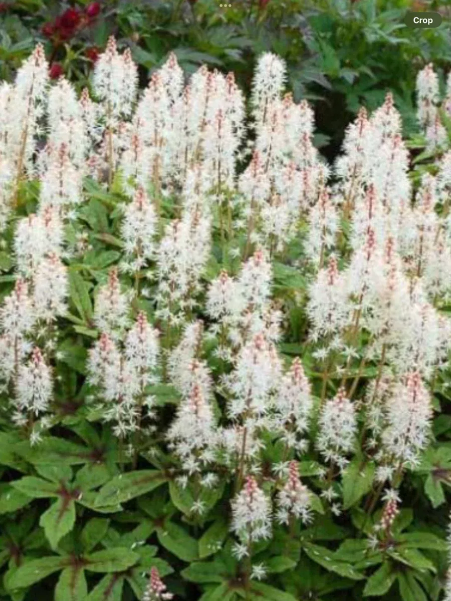 Tiarella Spring Symphony