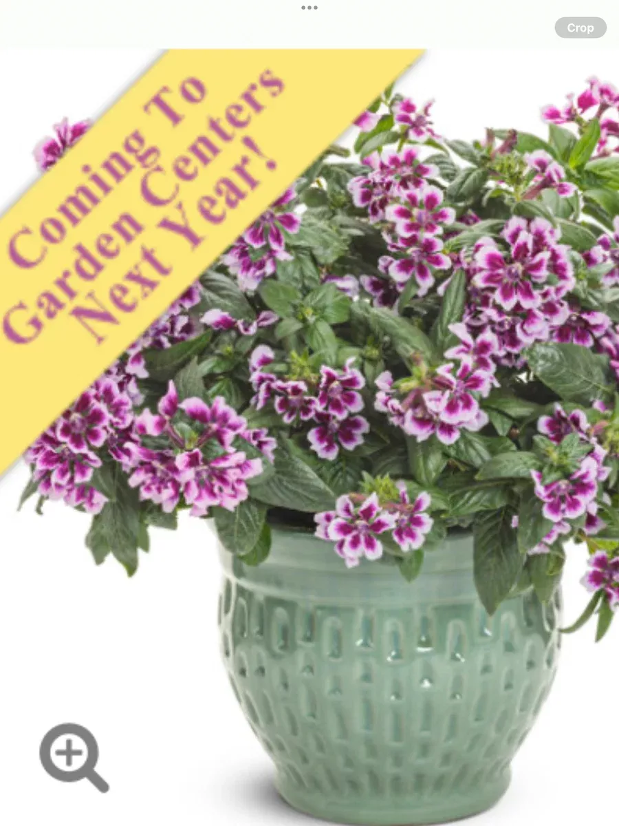Totally Tempted™ Frosted Violets™ cupheaCuphea procumbens