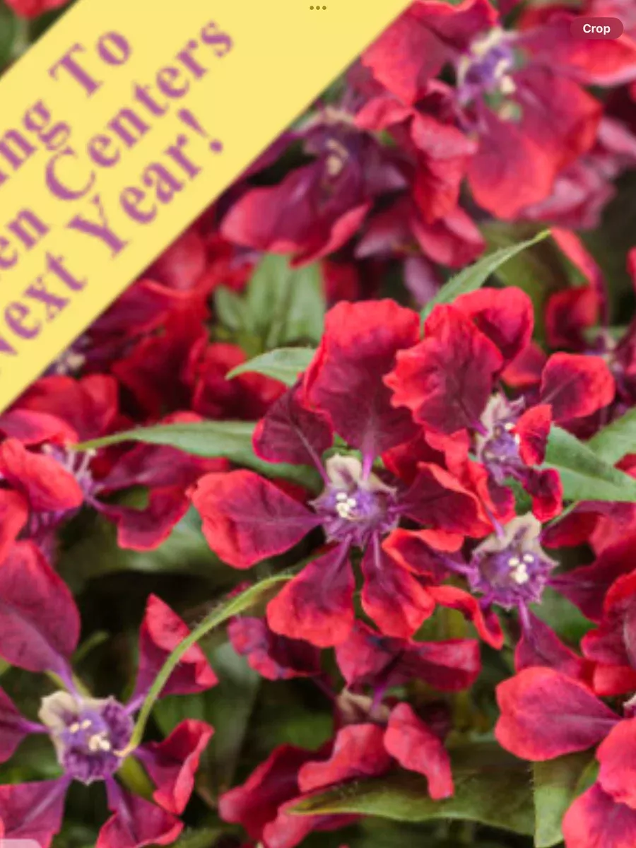 Totally Tempted™ Richly Red™ cupheaCuphea procumbens