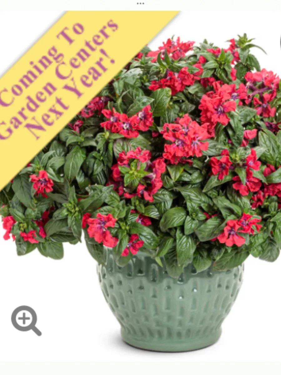 Totally Tempted™ Watermelon Wine™ cupheaCuphea procumbens