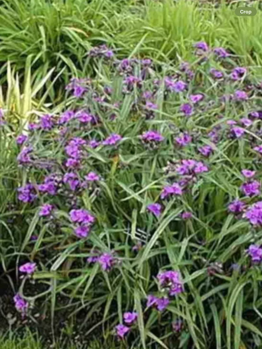 Tradescantia Concorde Grape