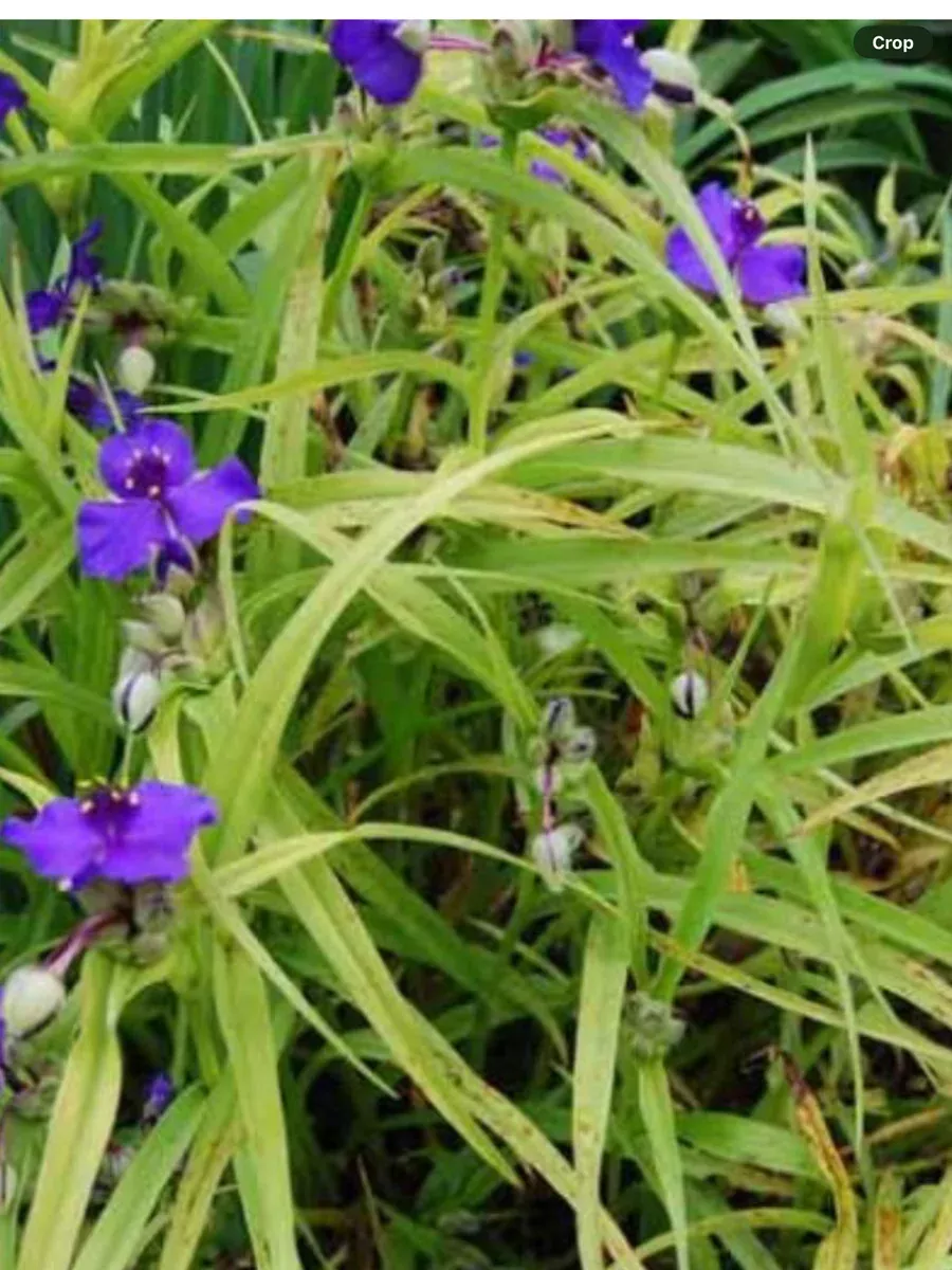 Tradescantia Sweet Kate
