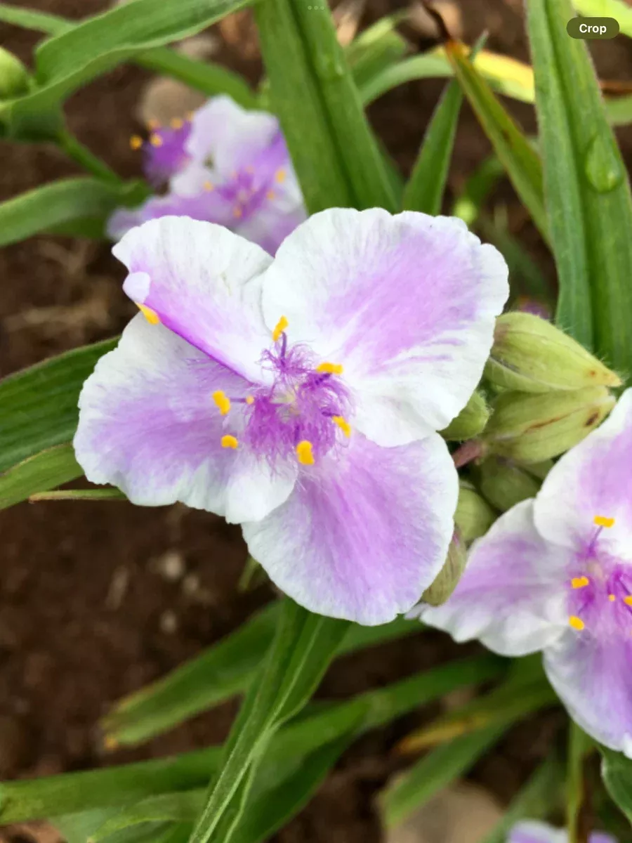 TradescantiaBillbaryIce