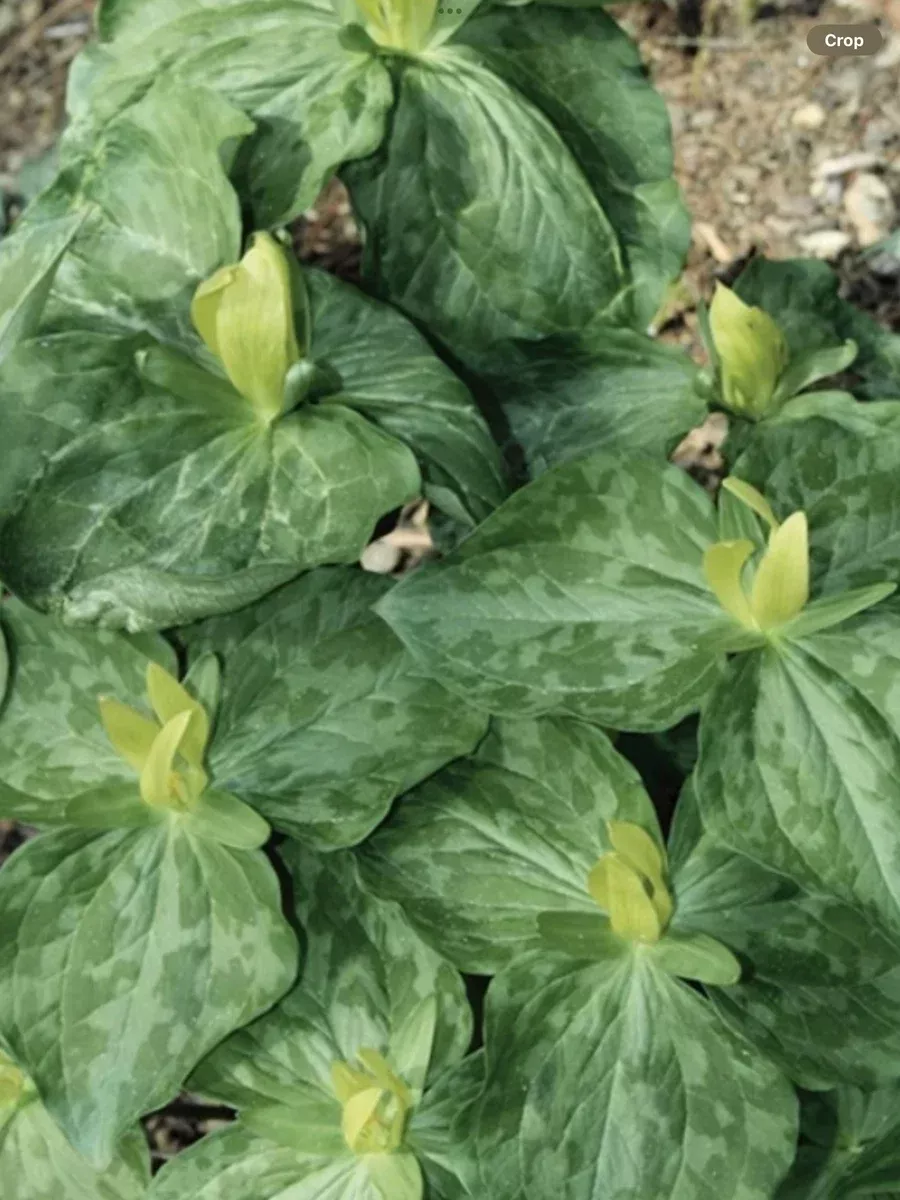 Trillium Luteum (Yellow Toad)