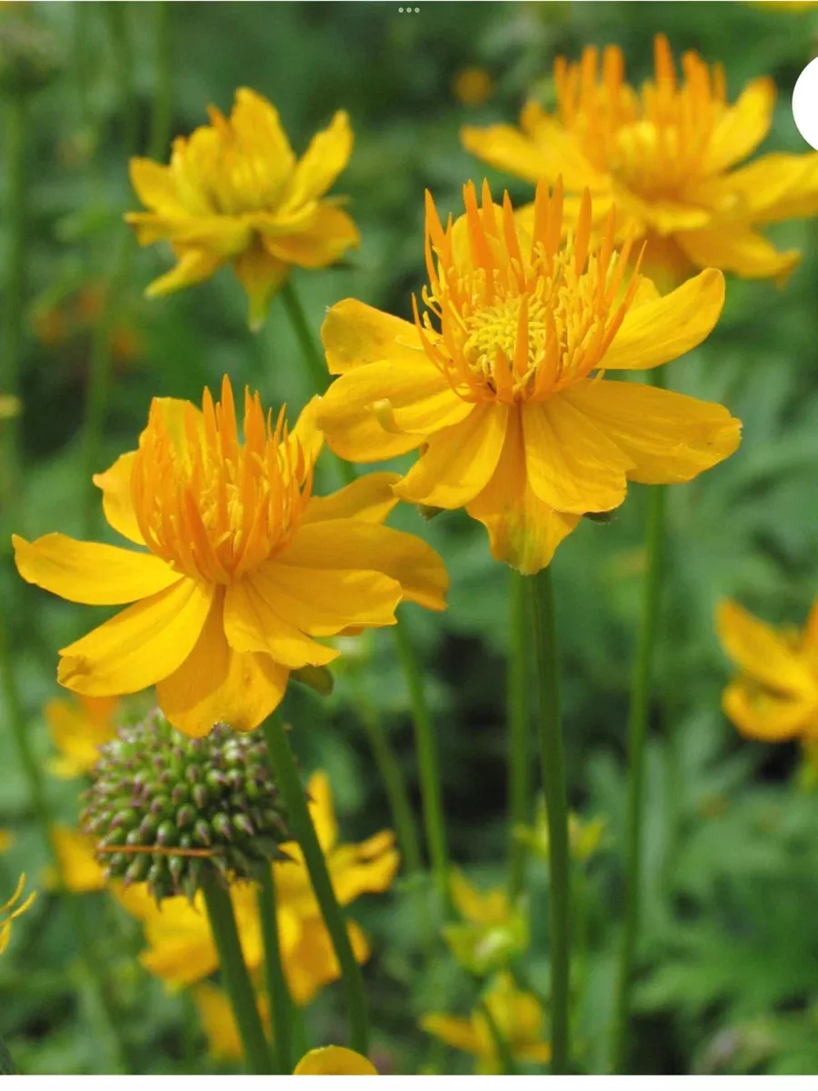 Trollius Golden Queen