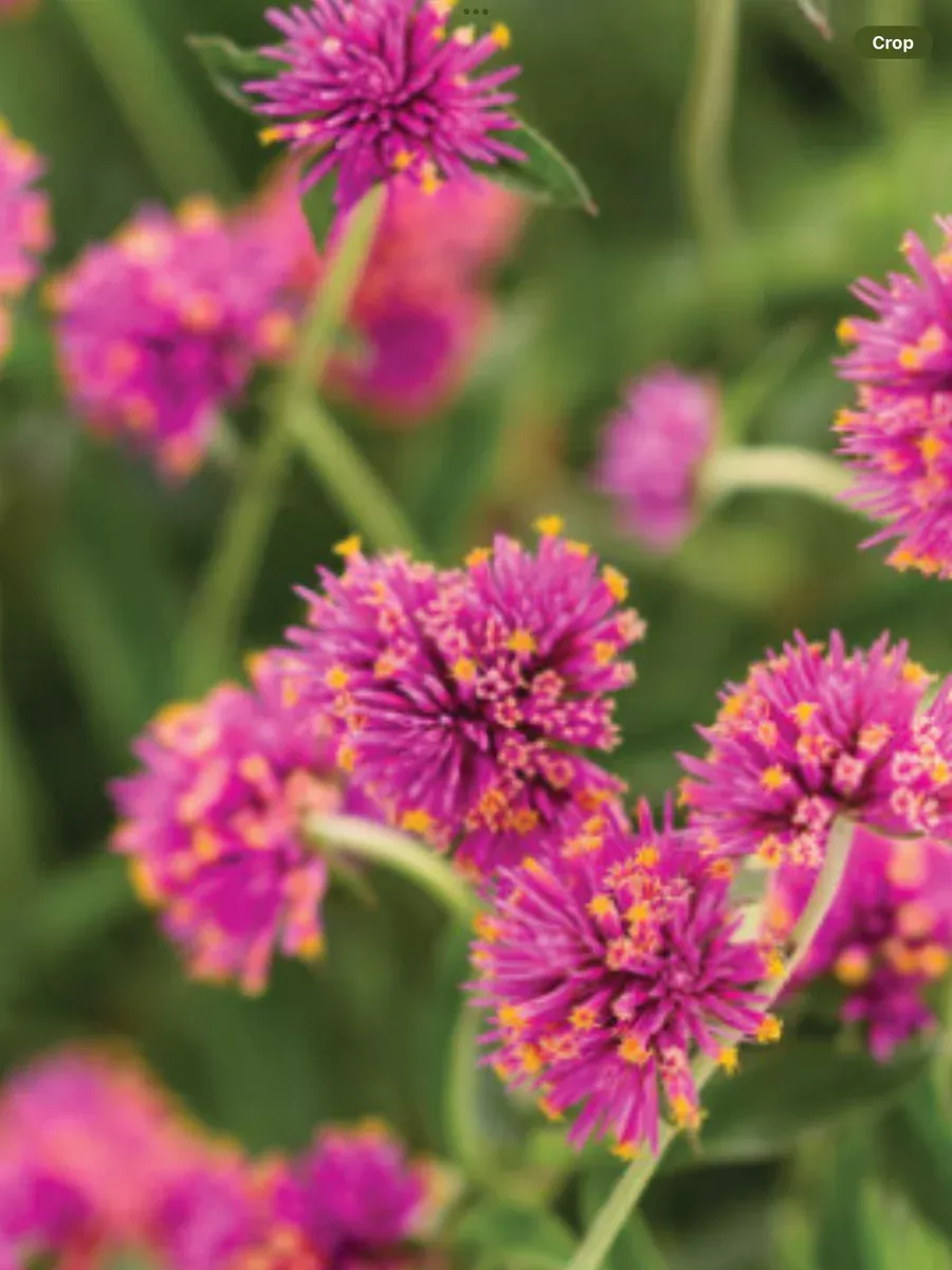 Truffula™ Pink Globe AmaranthGomphrena pulchella