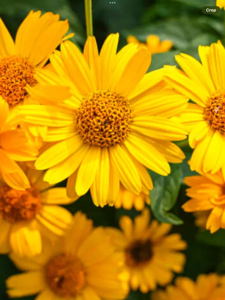 'Tuscan Sun' Perennial SunflowerHeliopsis helianthoides