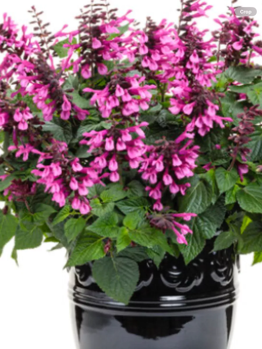 Unplugged PinkSalvia hybrid