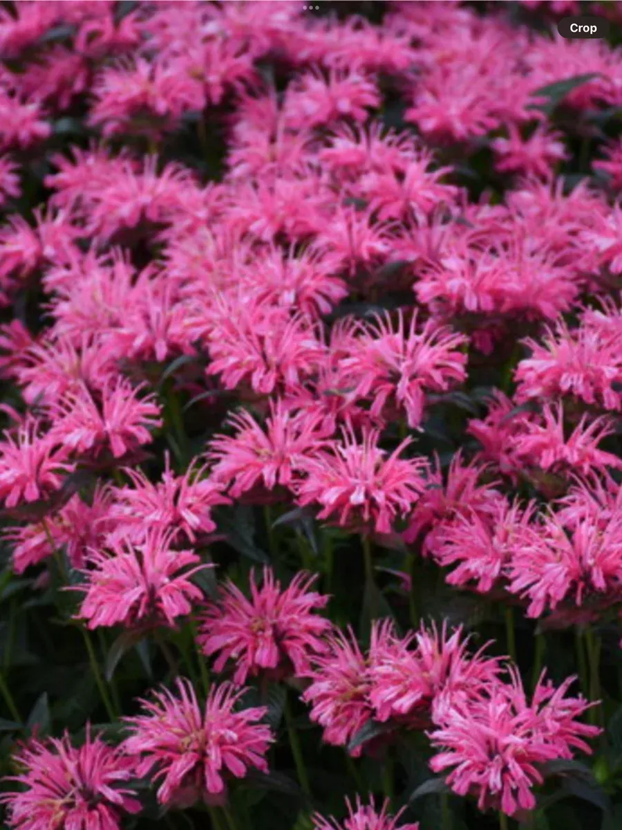 Upscale 'Pink Chenille' Bee BalmMonarda hybrid