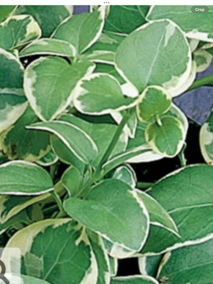 'Variegata' Variegated Vinca VineVinca major