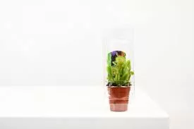 Venus Fly Trap with Bubble