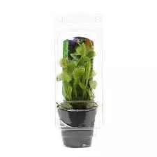 Venus Fly Trap