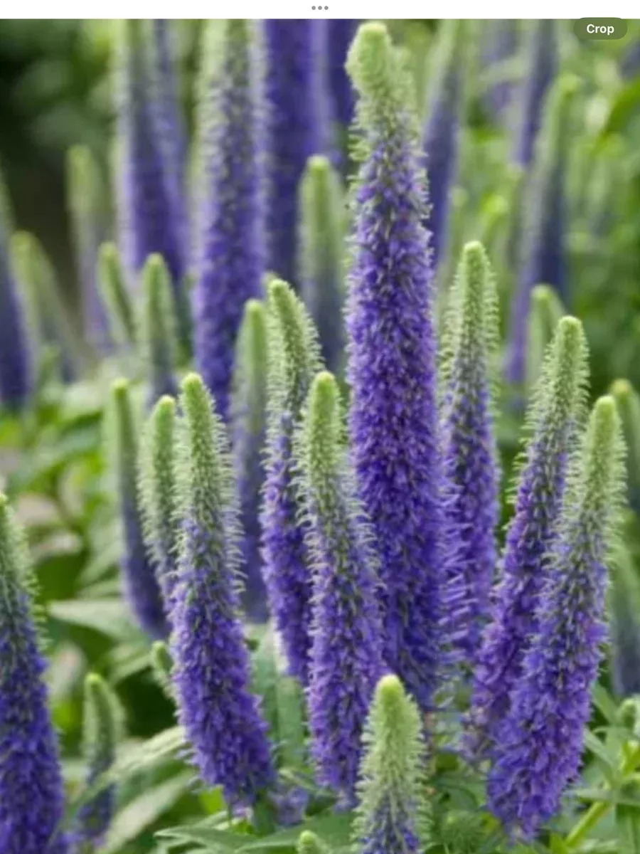 Veronica Sunny Border Blue