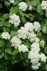 Viburnum 'Arrowwood'