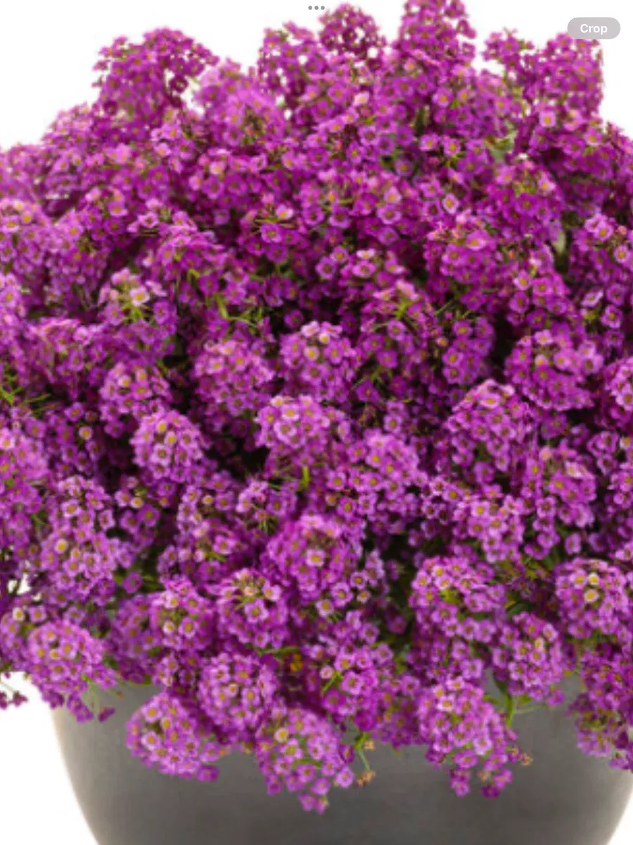 Violet Knight Sweet AlyssumLobularia maritima