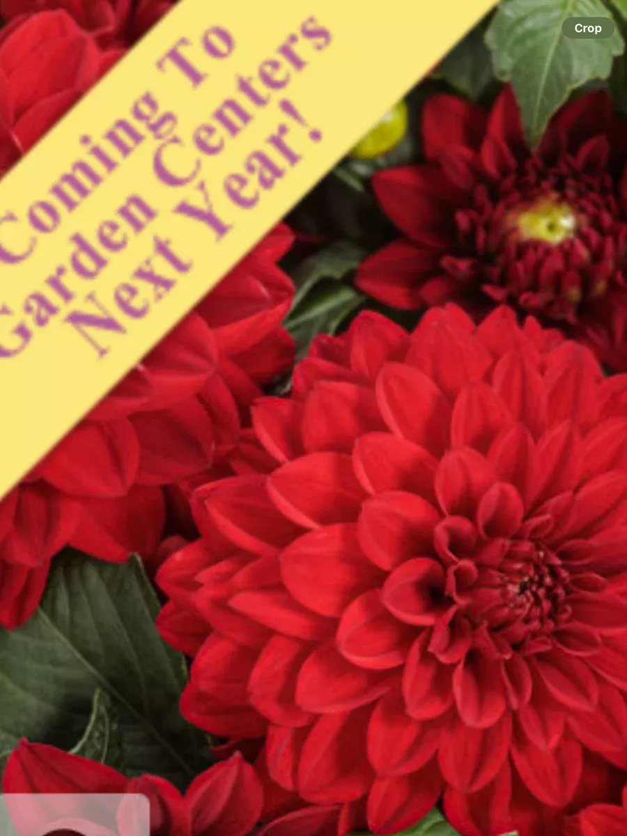 Virtuoso™ Classy Carmine™Dahlia variabilis