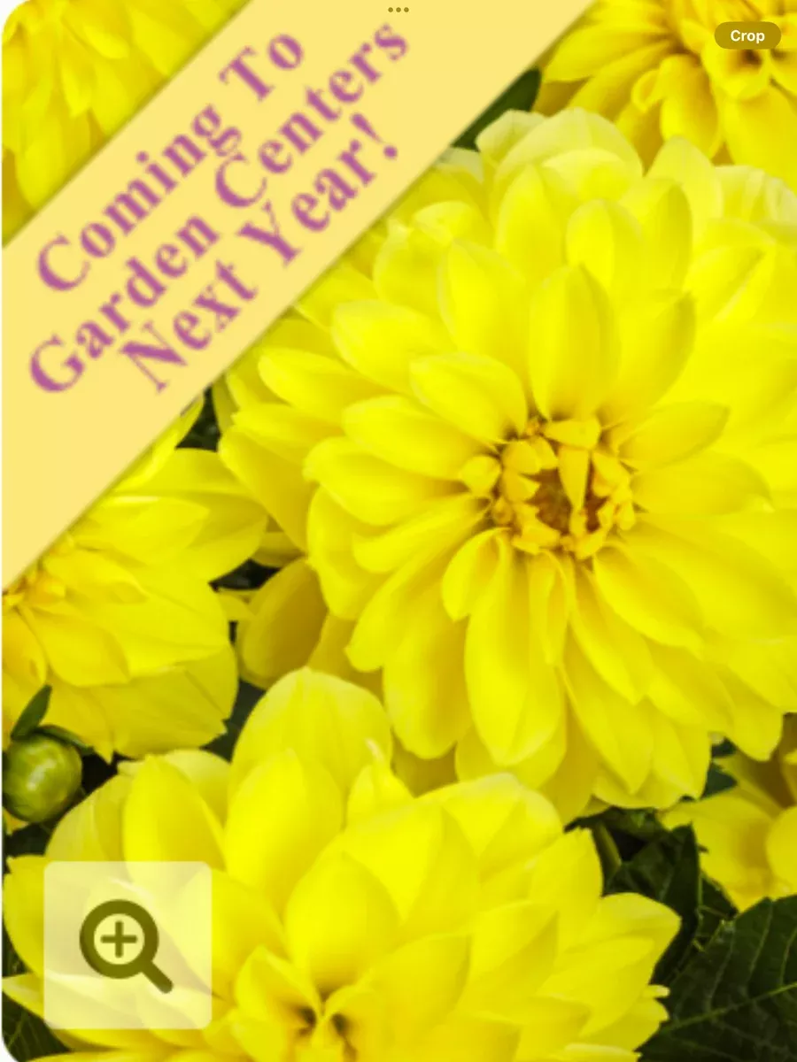 Virtuoso™ Dayglo Yellow™Dahlia variabilis