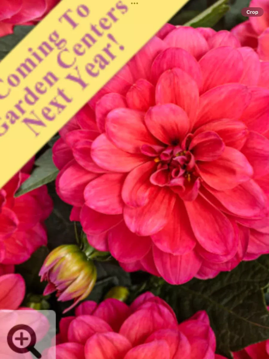 Virtuoso™ Rad Raz™Dahlia variabilis
