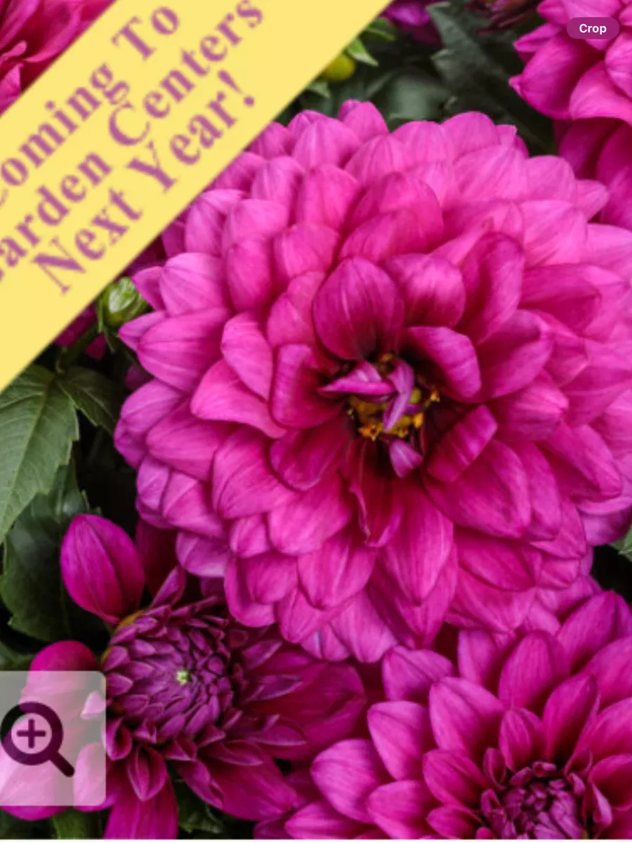Virtuoso™ Vibrant Violet™Dahlia variabilis