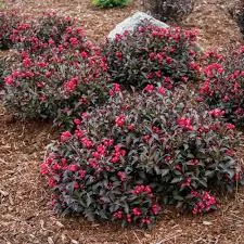 Weigela ‘Electric Love’