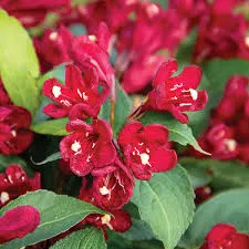 Weigela ‘Maroon Swoon’