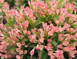 Weigela ‘Peach Kisses’