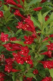 Weigela ‘Red Prince’