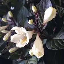 Weigela ‘Tuxedo’