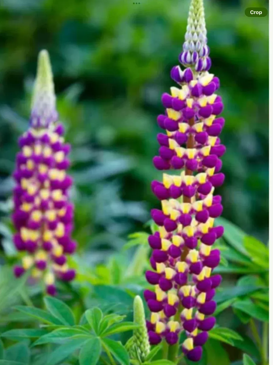 Westcountry™ 'Manhattan Lights' LupineLupinus polyphyllus