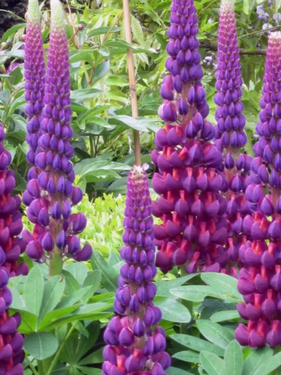 Westcountry™ 'Masterpiece' LupineLupinus polyphyllus