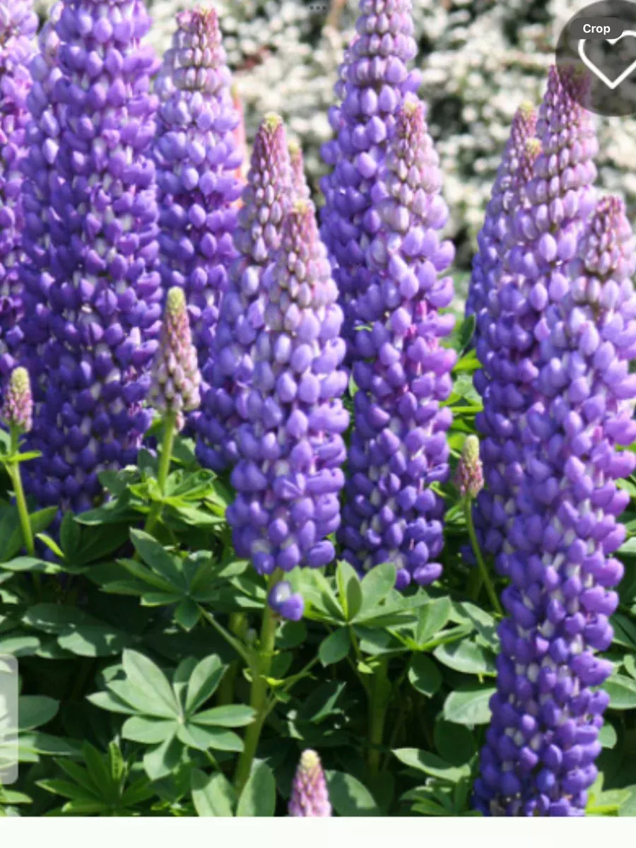 Westcountry™ 'Persian Slipper' LupineLupinus polyphyllus