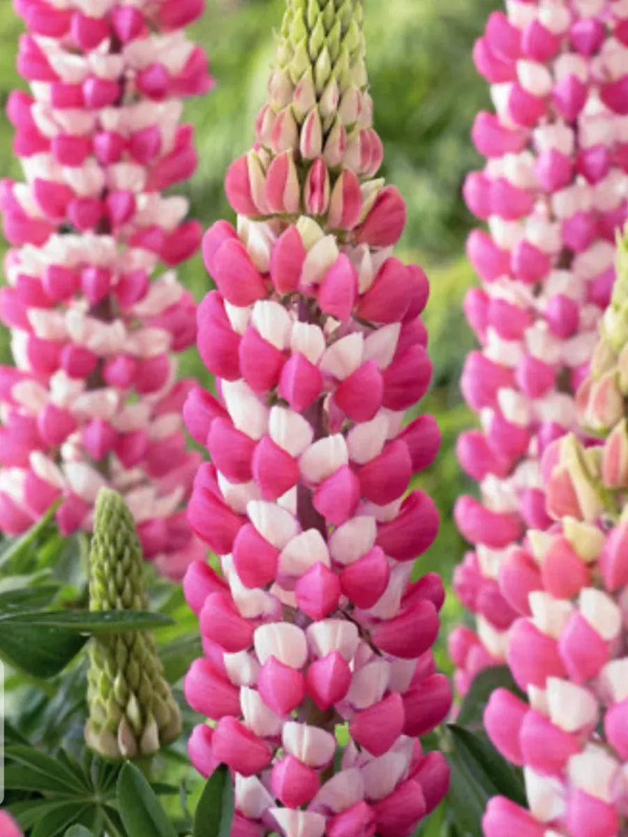 Westcountry™ 'Rachel de Thame' LupineLupinus polyphyllus