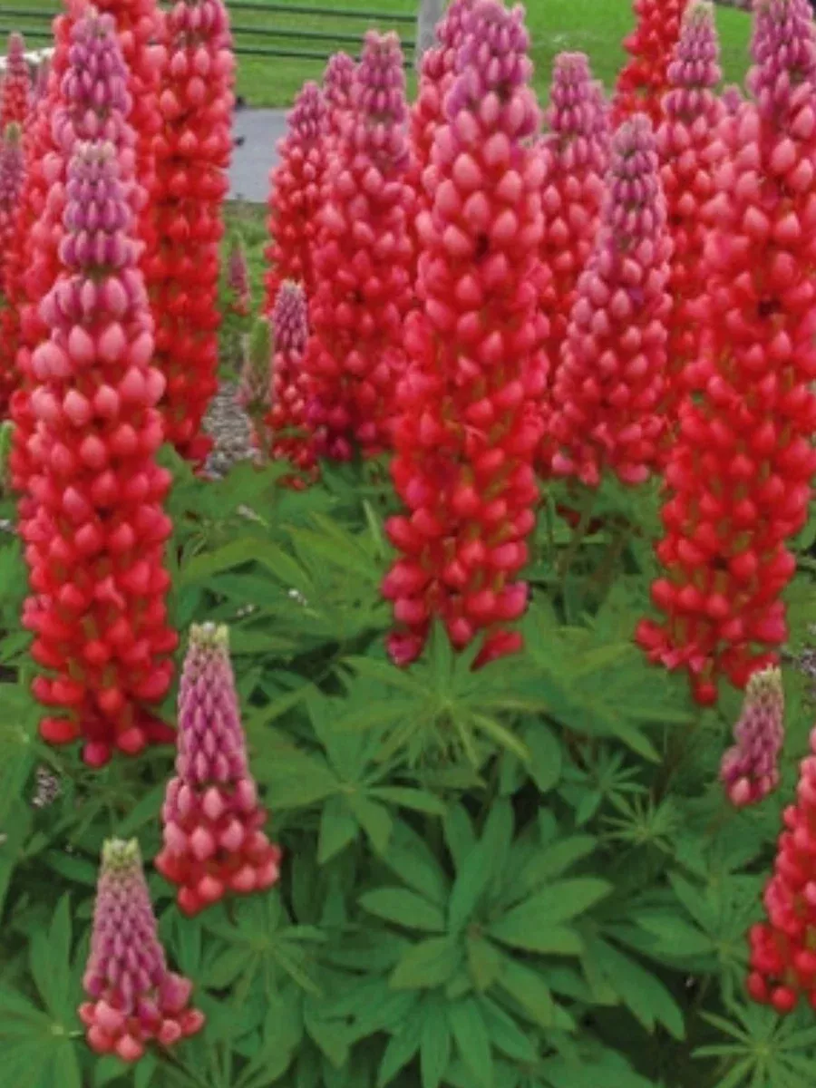 Westcountry™ 'Red Rum' LupineLupinus polyphyllus