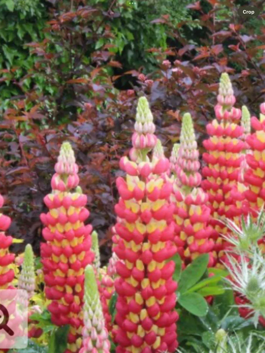 Westcountry™ 'Tequila Flame' LupineLupinus polyphyllus
