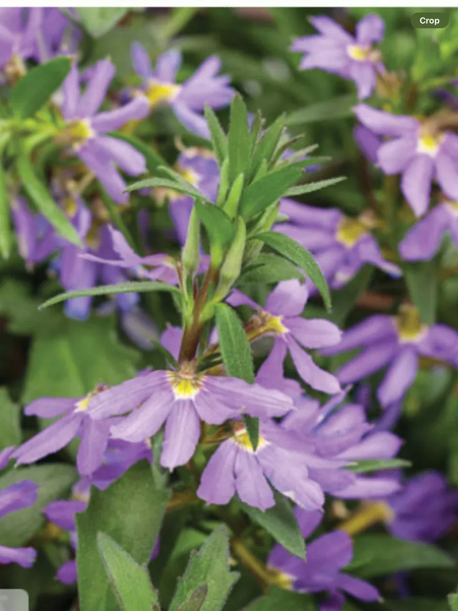 Whirlwind Blue Fan FlowerScaevola aemula