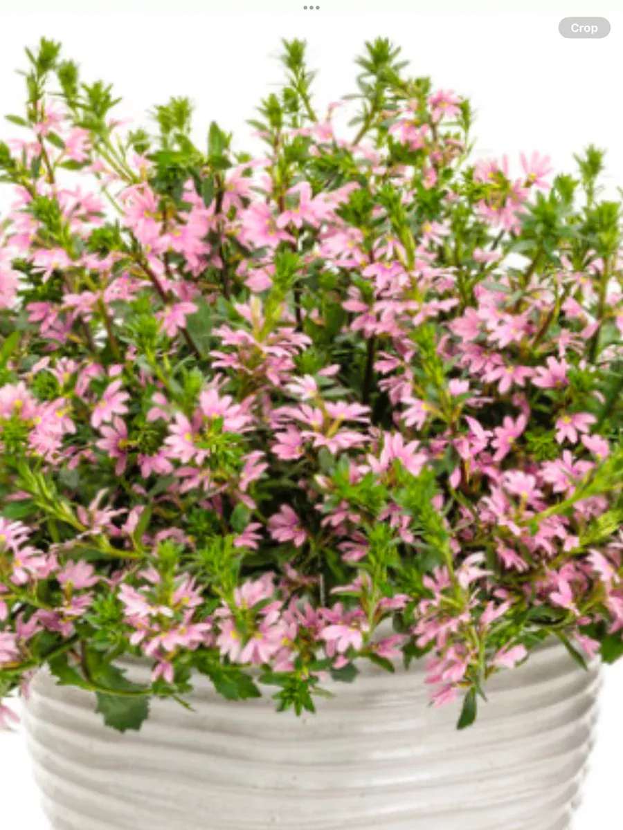 Whirlwind Pink Fan FlowerScaevola aemula