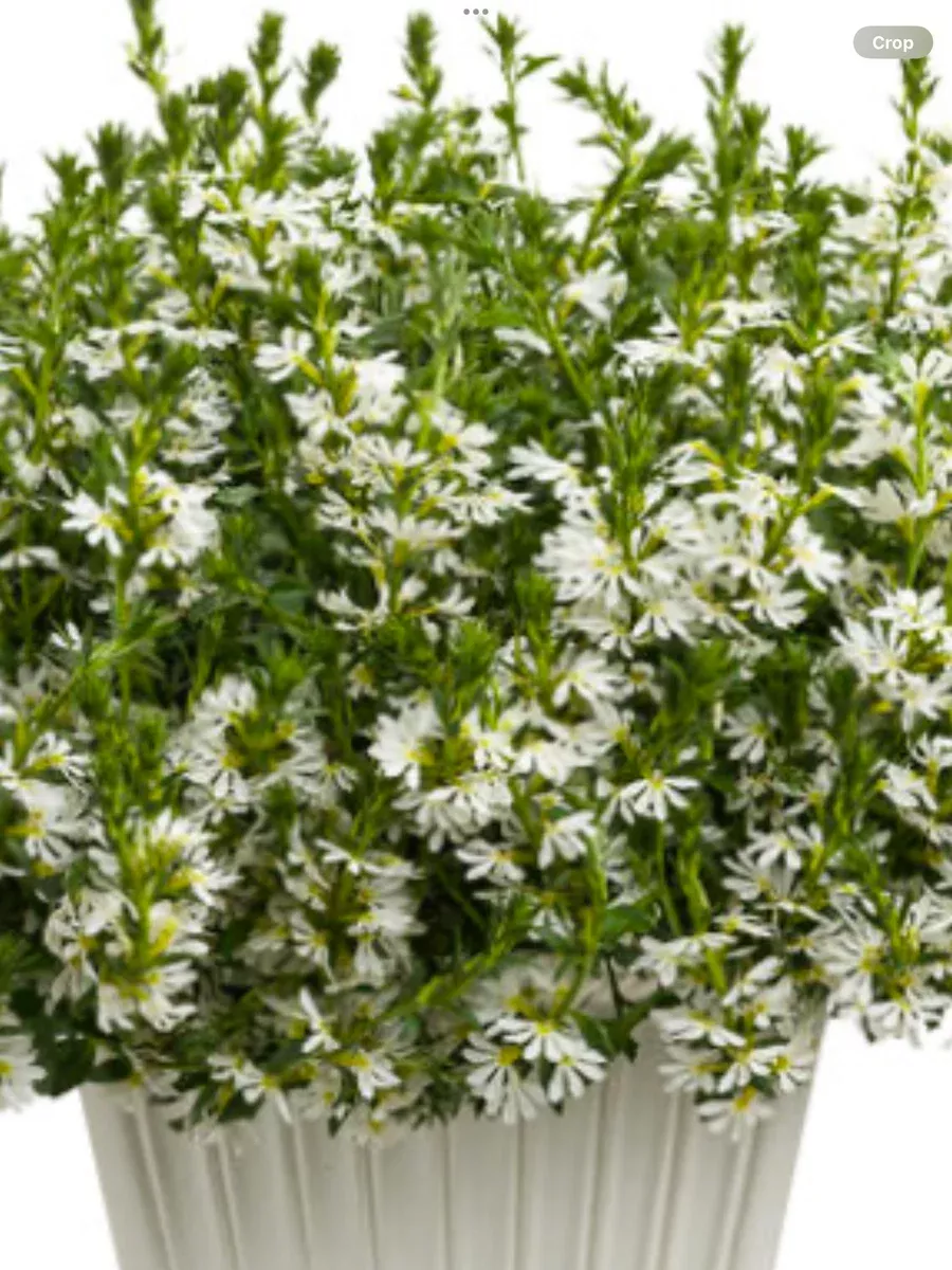 Whirlwind White Fan FlowerScaevola aemula