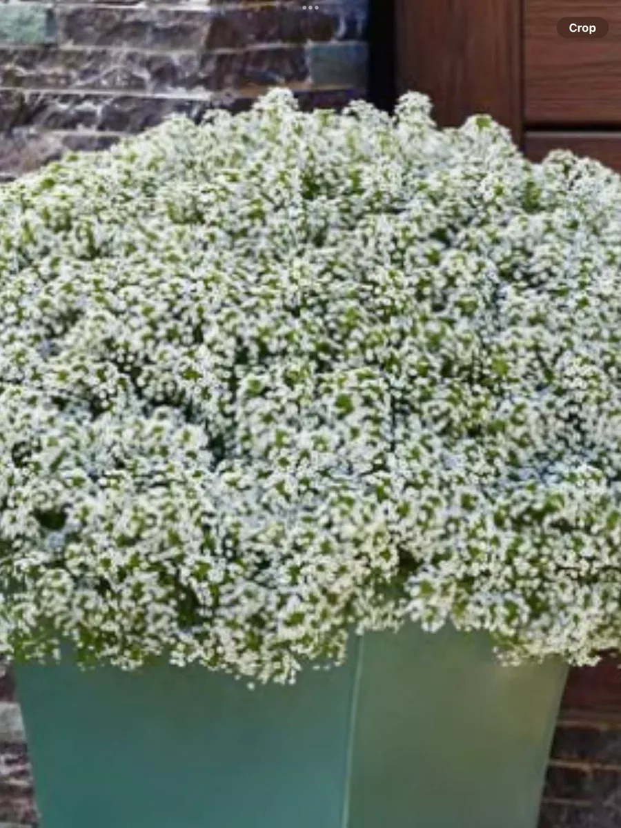 White Knight Sweet AlyssumLobularia hybrid