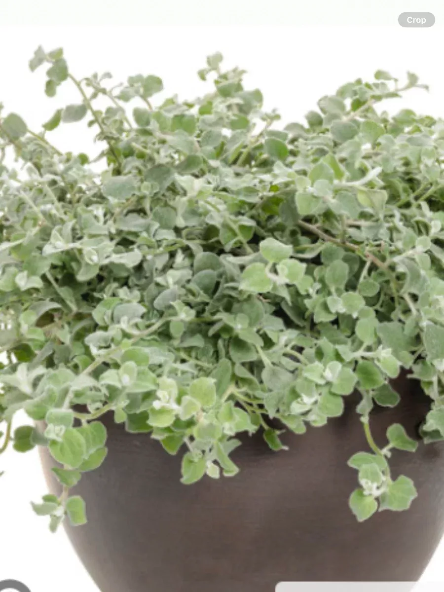 White Licorice Licorice PlantHelichrysum petiolare