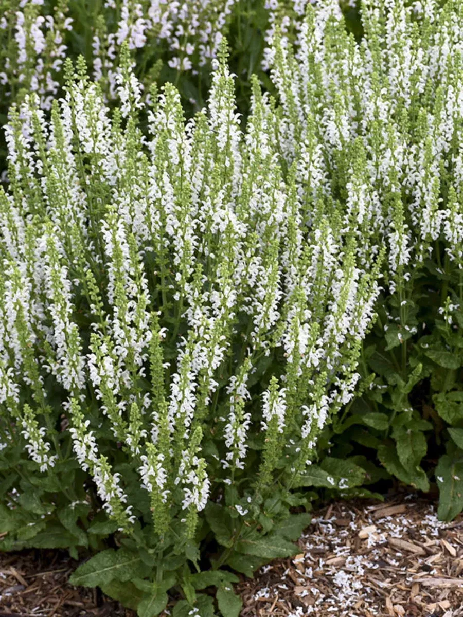 'White Profusion' Perennial SalviaSalvia nemorosa