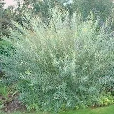 Willow 'Blue Arctic'