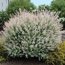 Willow 'Variegated Japanese'