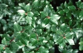 Winterberry 'Jim Dandy'