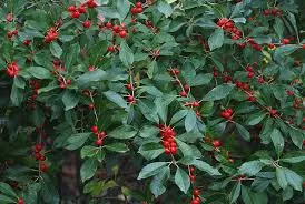 Winterberry 'Red Sprite'
