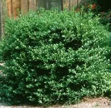 Winterberry 'Southern Gentleman'