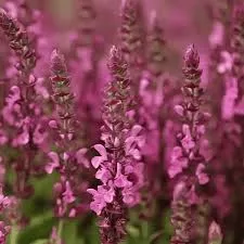 Woodland Sage 'Sensation Compact Bright Rose'