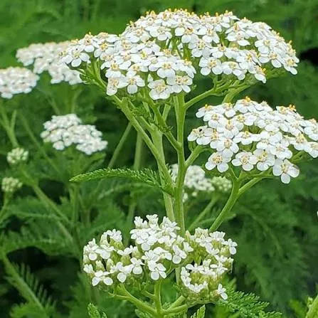 Yarrow ‘Common’