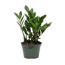 Zamioculcas Zamiifolia - ZZ Plant